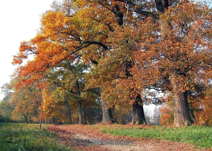 W Zabytkowym Parku Nad Jeziorem * Jeziory Wielkie
